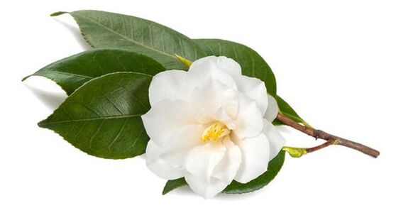 Inno Gialuron nwere camellia ndị China